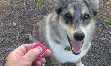 Clicker Training Basics