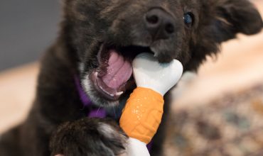 Dealing with Normal Puppy Behavior: Chewing