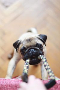 Little pug puppy playing tug of war with rope toy