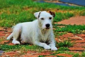 Jack Russell Terrier lying down