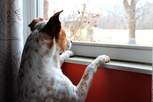 Dog waiting at window