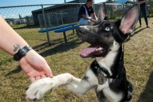 dog learning how to shake hands