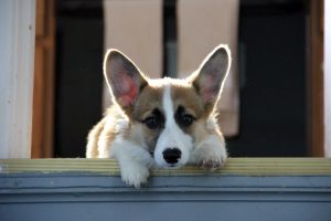 Welsh Corgi dog at the top of the stairs