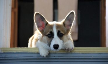 Afraid of the stairs? Or of getting into/out of the car?