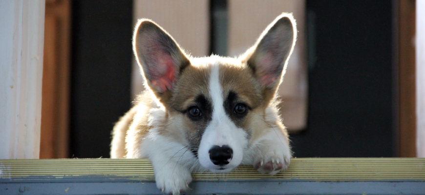 Afraid of the stairs? Or of getting into/out of the car?