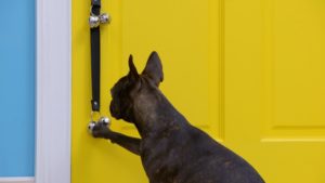 dog trained to ring bell