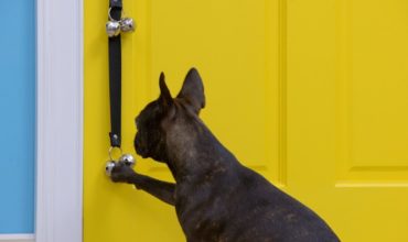 Teaching Ring Bell to Go Outside