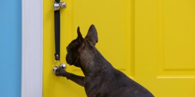 dog trained to ring bell