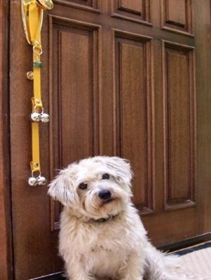 how to train dog to use bell when going outside