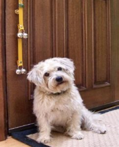 dog at the door with a Poochie Bell