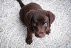 Brown puppy with blue eyes sitting and staying