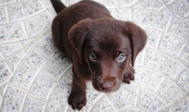 Teaching “Sit-Stay”