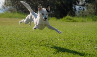 Keeping your High Energy Dog Happy & Healthy