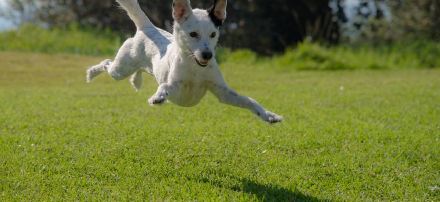 Keeping your High Energy Dog Happy & Healthy