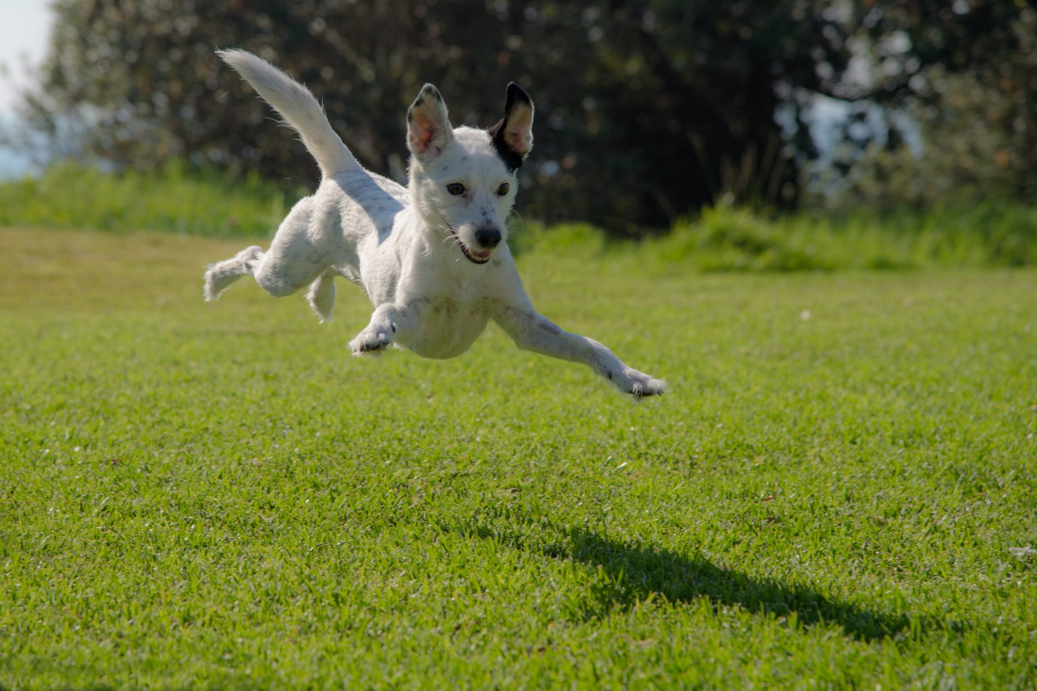 how do you get dogs high