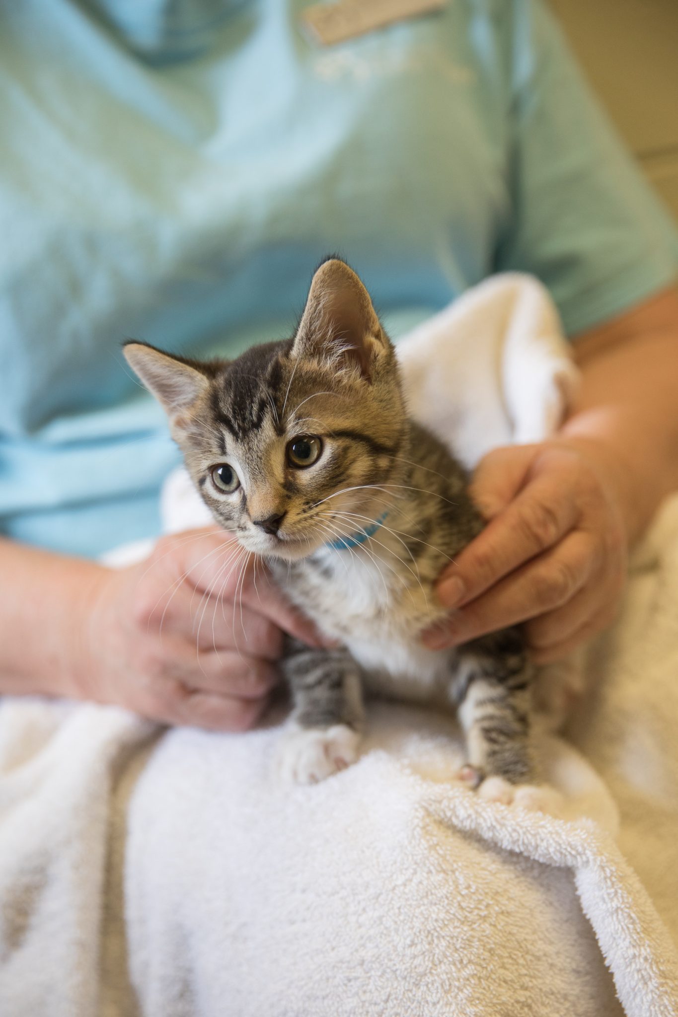 kitten on lap