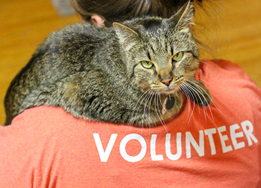 volunteer with cat at the cat cafe