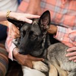 many people petting a dog