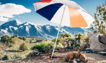 Does your pet need sunscreen?