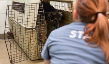 Michigan Township Supervisor Surrenders 20 Animals, Faces Felonies for Neglect