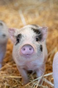 Henry the piglet