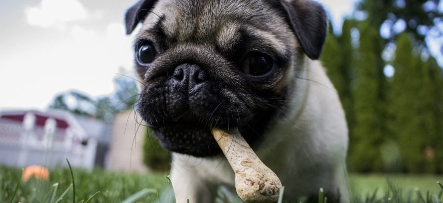 Food bowl bonuses (a.k.a., Teaching puppy to share)