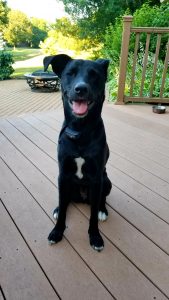 Josie the dog