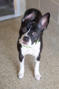dog tilting his head