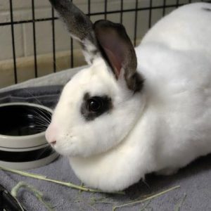 Hamf the rabbit
