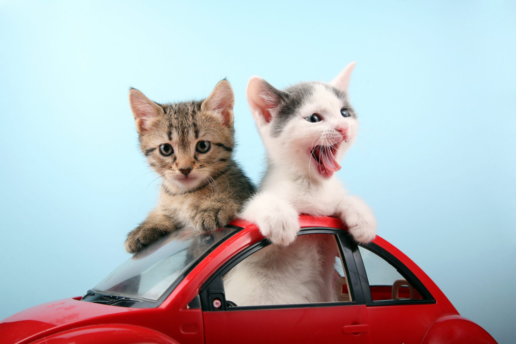 Happy kittens on vacations