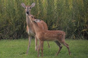 Baby deer nuzzing Doe