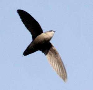 Photo of Chimney Swift by Dominic Sherony on Flickr