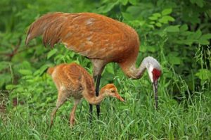 Sandhill Crane, photo by Joan Tisdale