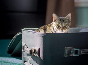 Cat in suitcase