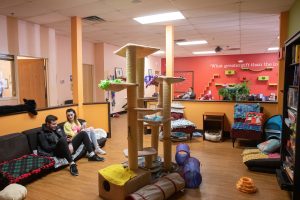 Tiny Lions cat cafe