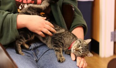 Can I make my cat a lap cat?