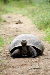 turtle crossing the road
