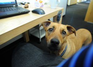 dog at a desk