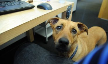 Returning to work? How to prepare your dog