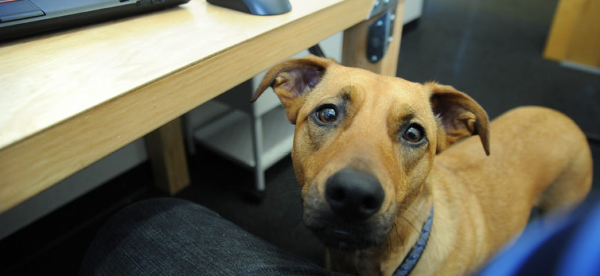 Returning to work? How to prepare your dog