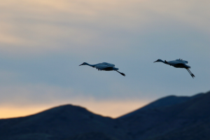 Sandhill Cranes - Photo by John Duncan on Unsplash