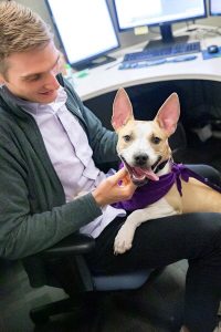 Workplace wellness - doggie date