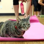 Yoga with cats