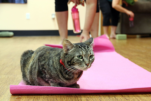 Yoga with cats