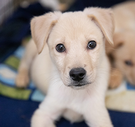 PuppyPreschoolPic