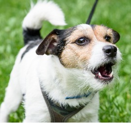 cute-barking-dog-not-aggressive-on-leash-picture-id532030626 (1)