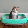 Tips for Resolving Litterbox Problems