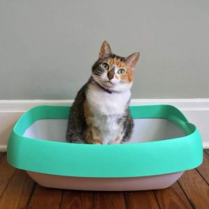 Tips for Resolving Litterbox Problems