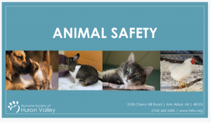 Animal safety video for kids