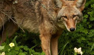 Humane Society Offers Virtual Class on Co-Existing With Coyotes